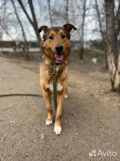 Приютский пес ищет хозяев