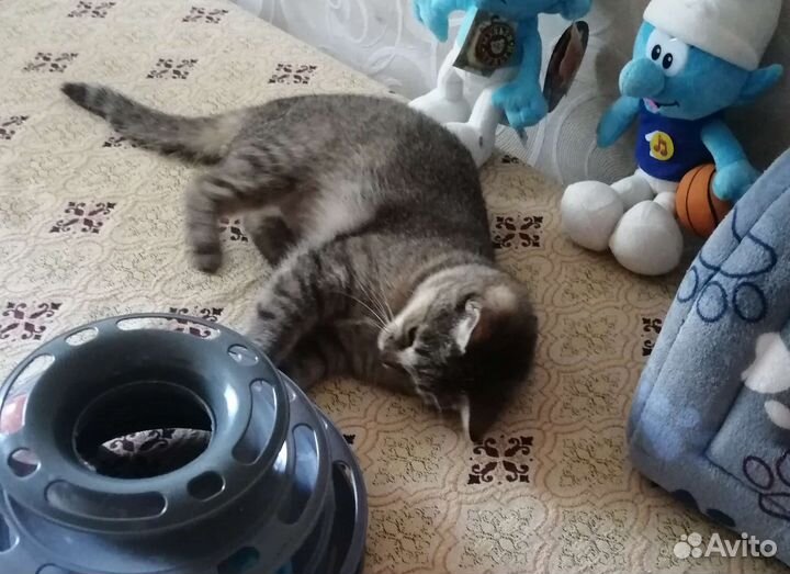 Адель ждёт Вас, стерилизована