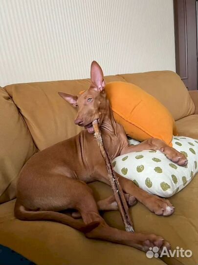 Бычий корень оптом. Фермерское