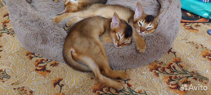 Аби Девочки