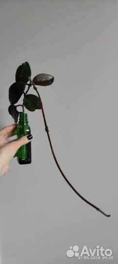 Домашние растения