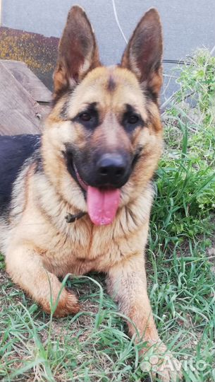 Немецкая овчарка