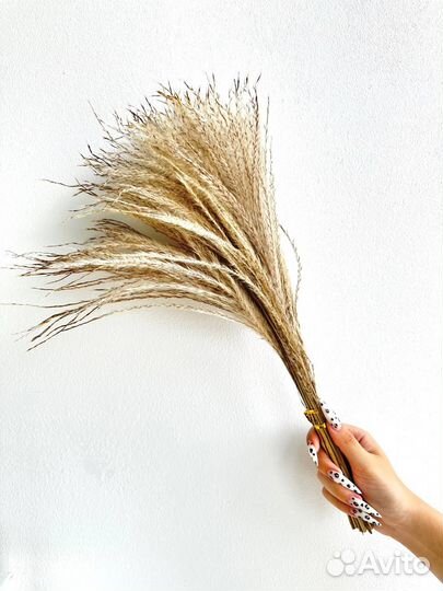 Букет из сухоцветов, монобукеты