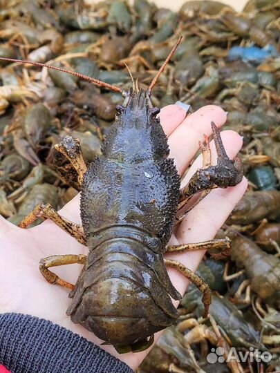 Раки живые продажа