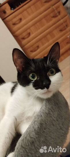 Кошка в дар