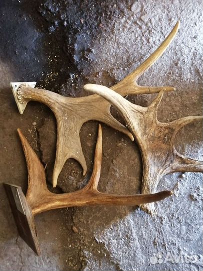 Продам рога лося