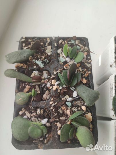 Adromischus cooperi