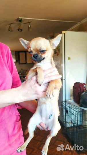 Чихуахуа мини девочка