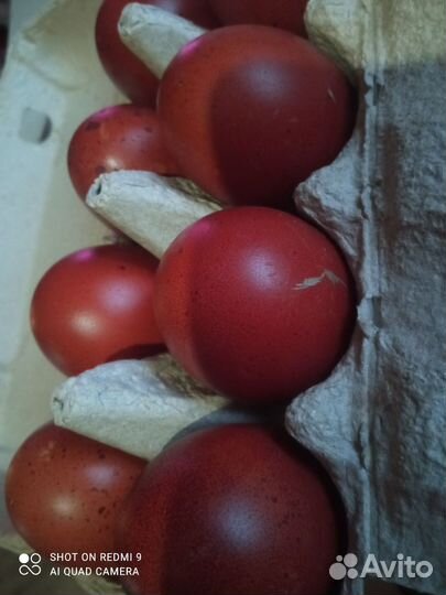 Мускусные утята