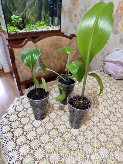 Эухарис амазонская лилия