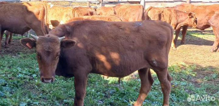 Телята бычки