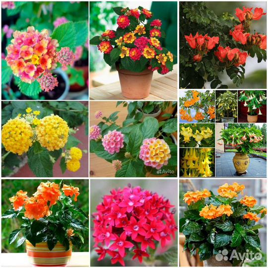 Лантана,Бругмансия,Пентас,Спатодея,Кроссандра