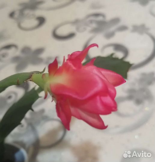 Декабрист Шлюмбергера разных сортов