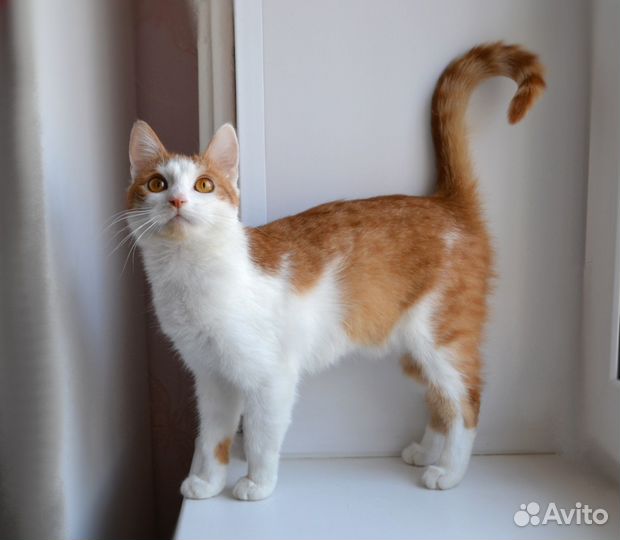 Кошка в добрые руки