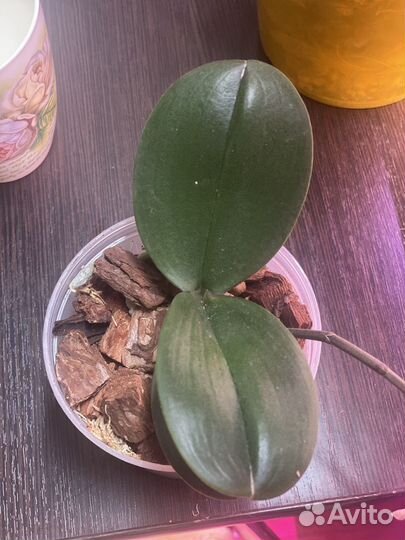 Орхидея фаленопсис бабочка Черри бомб