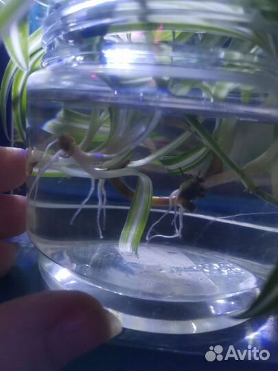 Хлорофитум кудрявый