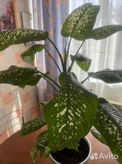 Диффенбахия