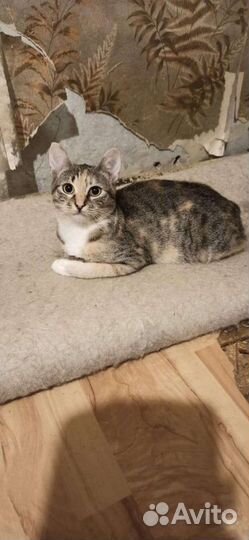 Кошечка подросток