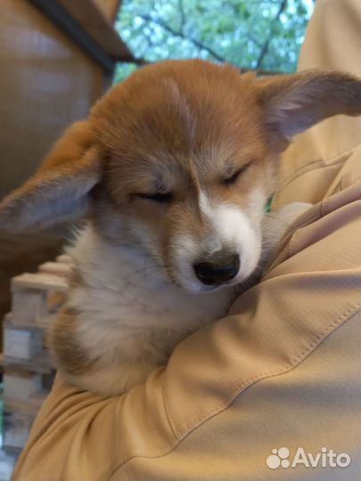 Щенки корги