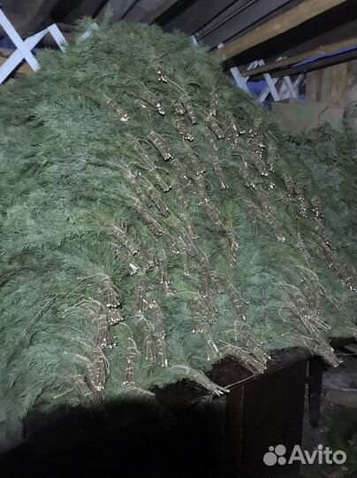 Веники для бани пихта