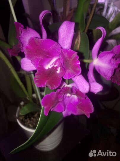Орхидея каттлея