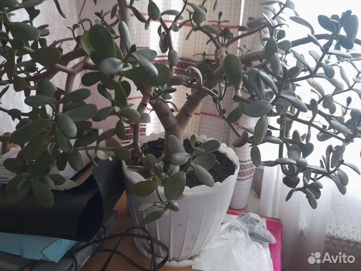 Денежное дерево