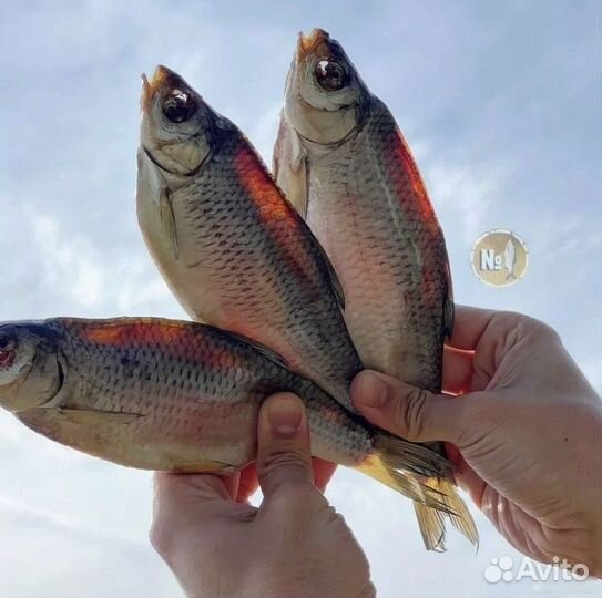 Вяленая вобла астраханская