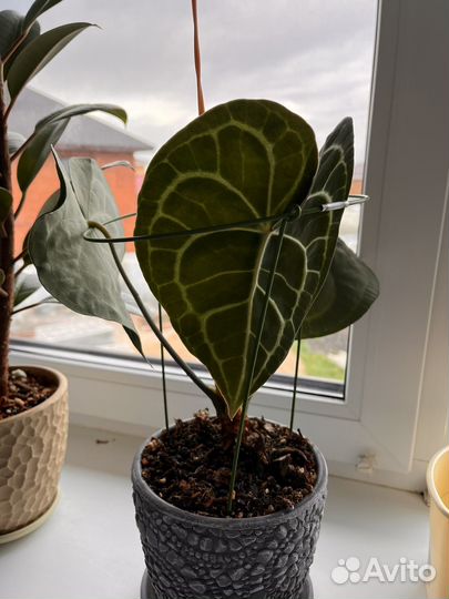 Антуриум кларинервиум