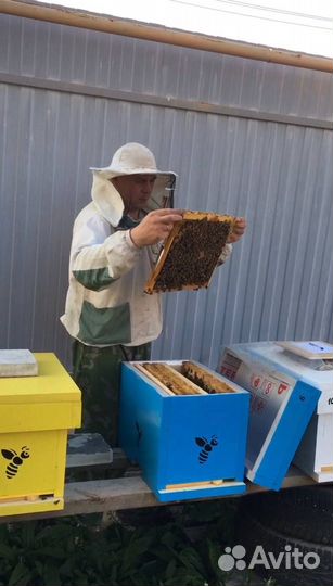 Мед с личной пасеки донниковый, липовый, соты и тд