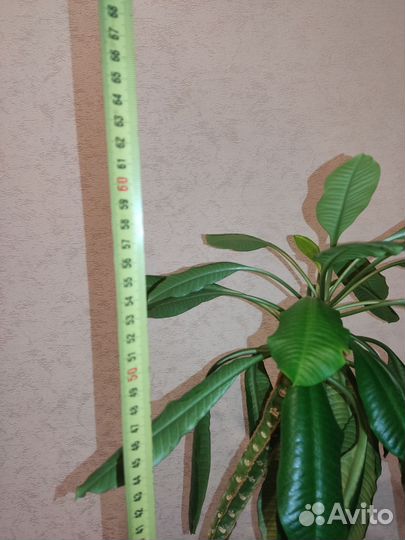 Комнатный цветок