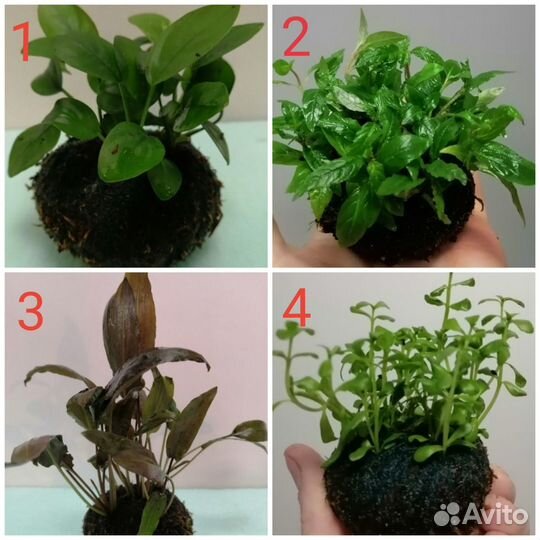 Аквариумные растения на кочке, вабикуса