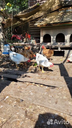 Куры петухи