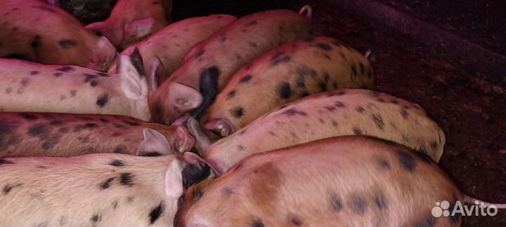 Поросята кантор