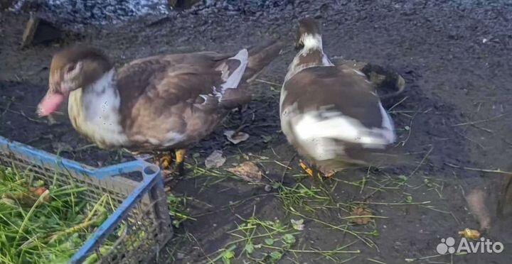 Мускусные утки Индоутки Живьём только