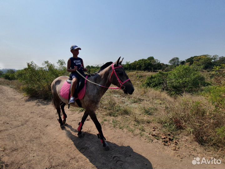 Конные прогулки, занятия верховой ездой, аренда