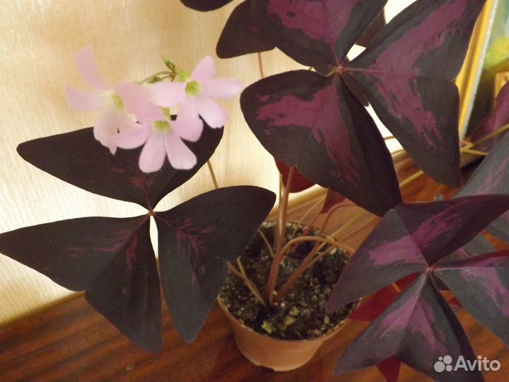 Кислица комнатное растение