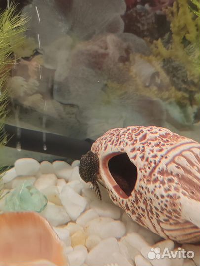 Аквариум с рыбками