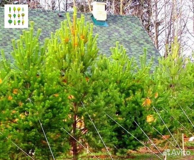 Саженцы сосна