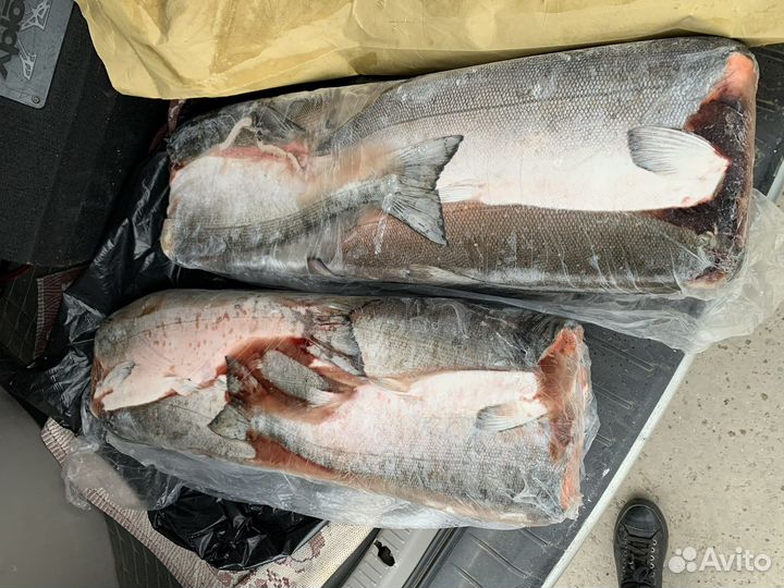 Рыба Кижуч пбг Охотск опт/розница
