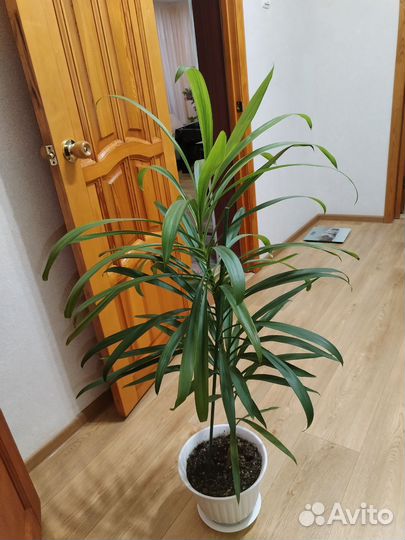 Продам цветы комнатные