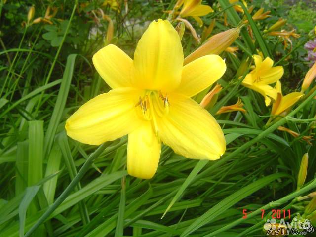 Лилейник, Ирис