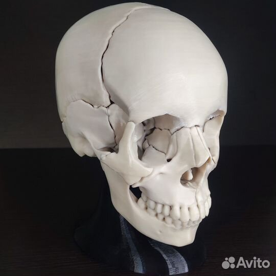 Разборный анатомический череп человека