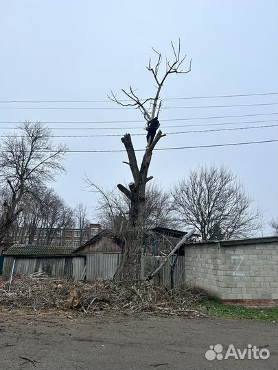 Спил деревьев уборка участков