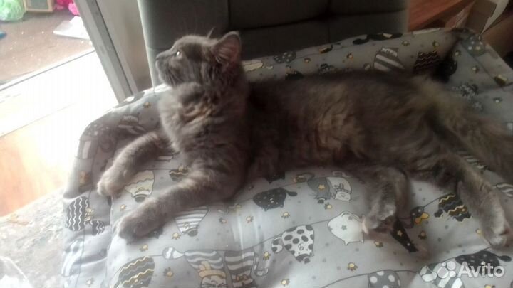 Кошка в дар