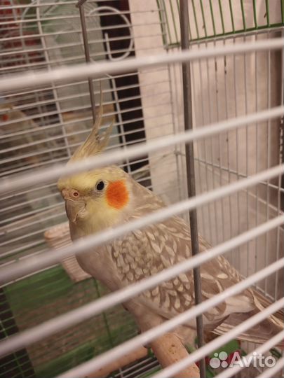 Попугай корелла