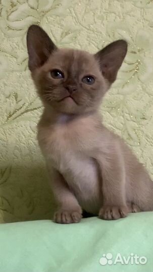 Бурманские котята