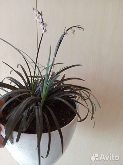 Офиопогон нигер