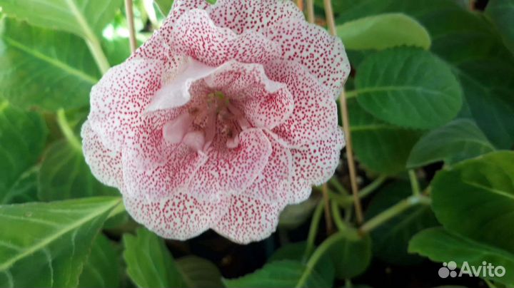 Фиалки и глоксинии в большом ассортименте