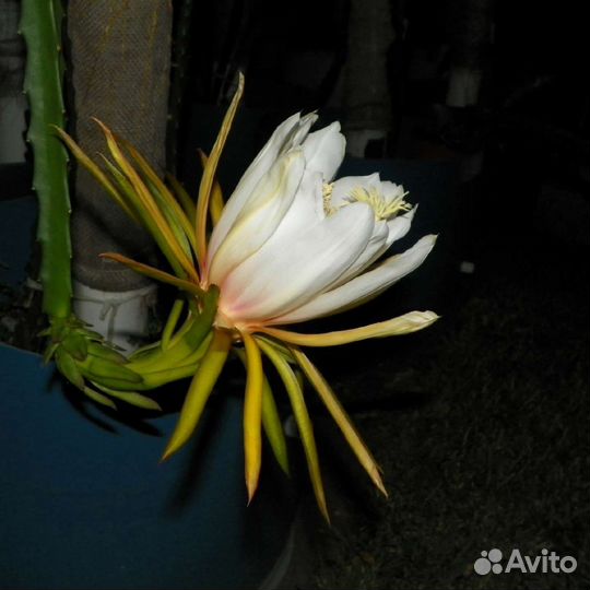 Питахайя Hana, Bruni,Cometa Galleya