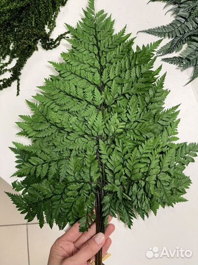 Папоротник стабилизированный оптом и в розницу